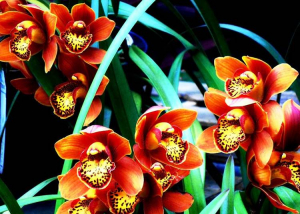 Orchidea kiállítás a Vajdahunyadvárban ELMARAD!
